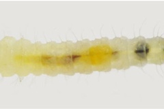 Phyllonorycter issikii