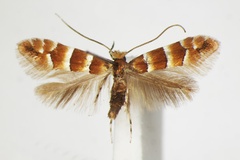 Phyllonorycter froelichiella