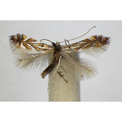 /filer/webapps/moths_gc/media/images/I/ilicifoliella_Phyllonorycter_A_ZSM.jpg