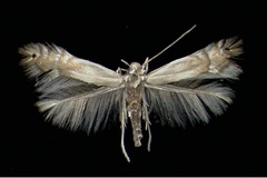 Phyllocnistis unipunctella