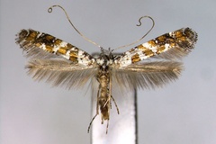 Gracillaria albicapitata
