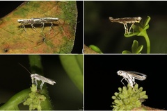 Epicephala assamica