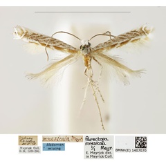 /filer/webapps/moths_gc/media/images/M/mnesicala_Parectopa_LT_BMNH_1407070.jpg