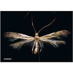 /filer/webapps/moths_gc/media/images/G/guacanivora_Caloptilia_PT_Vargas-Ortiz_2018_.jpg