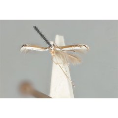 /filer/webapps/moths_gc/media/images/L/leucomochla_Acrocercops_HT_ANIC31-036697_wing.jpg