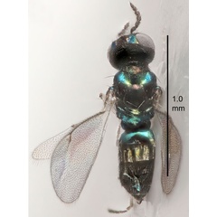 /filer/webapps/moths_gc/media/images/B/berberidella_Phyllonorycter_parasitoid5_Nunes-etal_2026_146.jpg