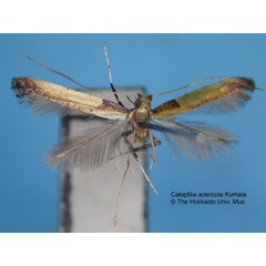 /filer/webapps/moths_gc/media/images/A/acericola_Caloptilia_HT_EIHU.jpg