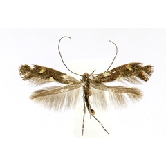 /filer/webapps/moths_gc/media/images/P/phasianipennella_Calybites_A_Knyazev-et-al_2018_265.jpg