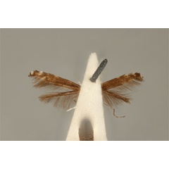 /filer/webapps/moths_gc/media/images/L/leucotoma_Acrocercops_HT_ANIC31-010811_ventral.jpg