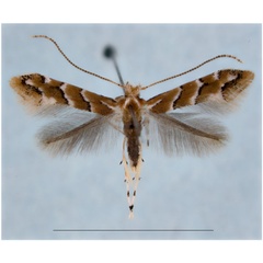 /filer/webapps/moths_gc/media/images/S/serena_Cameraria_HT_EIHU.jpg