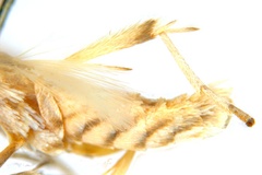 Epicephala breyniphaga