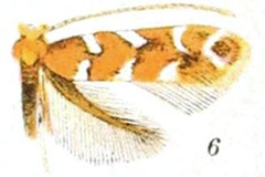 Cameraria gaultheriella