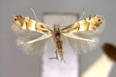 Phyllonorycter similis