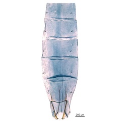 /filer/webapps/moths_gc/media/images/H/habrophanes_Cuphodes_LT_abdomen_ANIC.jpg