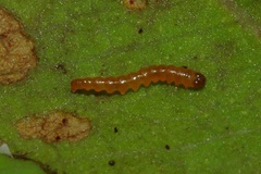 Acrocercops syzygiena