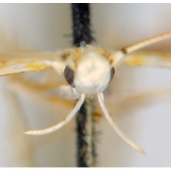 /filer/webapps/moths_gc/media/images/M/maculosa_Cuphodes_PL4_head_31-087222_ANIC.jpg