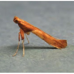 /filer/webapps/moths_gc/media/images/H/hemidactylella_Caloptilia_Plant_2022_29e.jpg