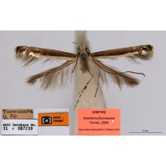 /filer/webapps/moths_gc/media/images/F/fluorescens_Acrocercops_ST2_ANIC.jpg