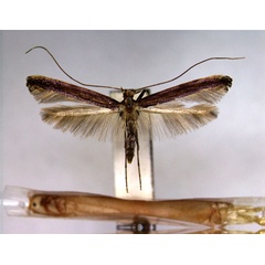 /filer/webapps/moths_gc/media/images/S/schisandrae_Caloptilia_PT_2_EIHU.jpg