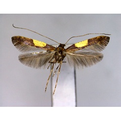 /filer/webapps/moths_gc/media/images/H/hidakensis_Caloptilia_A_EIHU_2.jpg