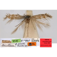 /filer/webapps/moths_gc/media/images/A/acares_Aristaea_ST4_ANIC.jpg