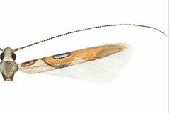 Eucosmophora pouteriae