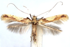 Caloptilia honoratella
