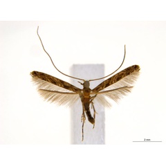 /filer/webapps/moths_gc/media/images/C/crotonella_Diphtheroptila_PT13_ANIC.jpg