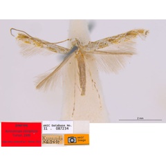 /filer/webapps/moths_gc/media/images/C/clisiophora_Acrocercops_ST5_ANIC.jpg