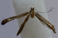 Vihualpenia lithraeophaga