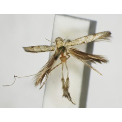 /filer/webapps/moths_gc/media/images/N/nemeseta_Spanioptila_HT_1409362_BMNH.jpg