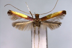 Caloptilia zachrysa