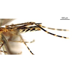 /filer/webapps/moths_gc/media/images/C/cornuta_Diphtheroptilia_HT_legs_ANIC.jpg