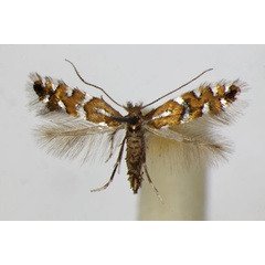 /filer/webapps/moths_gc/media/images/I/insignitella_Phyllonorycter_A_ZSM_2.jpg