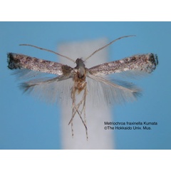 /filer/webapps/moths_gc/media/images/F/fraxinella_Metriochroa_HT_EIHU.jpg