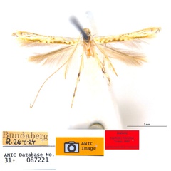 /filer/webapps/moths_gc/media/images/M/maculosa_Cuphodes_PL3_31-087221_ANIC.jpg