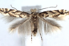 Phyllonorycter apparella