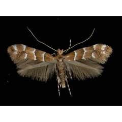 /filer/webapps/moths_gc/media/images/S/scabiosella_Phyllonorycter_A_Zirl17051964_MHNG.jpg