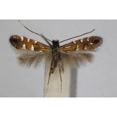 /filer/webapps/moths_gc/media/images/L/lautella_Phyllonorycter_A_ZSM_4.jpg