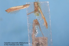 Caloptilia sapporella