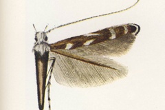Polydema hormophora