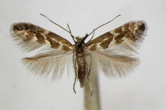 Phyllonorycter viminetorum
