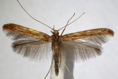 Povolnya leucapennella