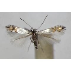 /filer/webapps/moths_gc/media/images/L/labyrinthella_Phyllocnistis_A_ZSM_2.jpg