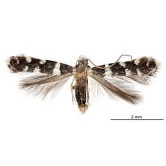 /filer/webapps/moths_gc/media/images/V/viburnella_Marmara_HT_USNM.jpg