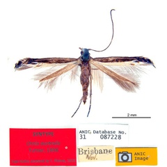 /filer/webapps/moths_gc/media/images/A/australis_Ornica_LTF_De-Prins-etal_2025_272_x4ammll.jpg