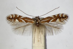 Phyllonorycter cerasicolella