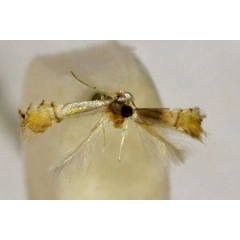 /filer/webapps/moths_gc/media/images/C/citrella_Phyllocnistis_LT_BMNH(E)-1055796_2.jpg