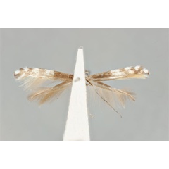 /filer/webapps/moths_gc/media/images/A/antimima_Acrocercops_ST_ANIC31-087272_ventral.jpg