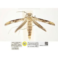 /filer/webapps/moths_gc/media/images/O/oceanica_conopomorpha_PT_BMNH_1412165.jpg